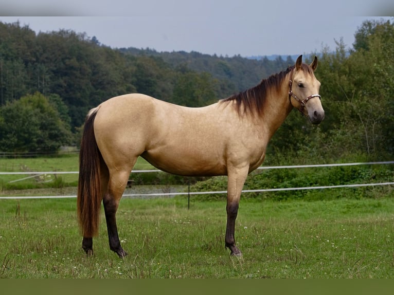 American Quarter Horse Giumenta 2 Anni Pelle di daino in Erbach