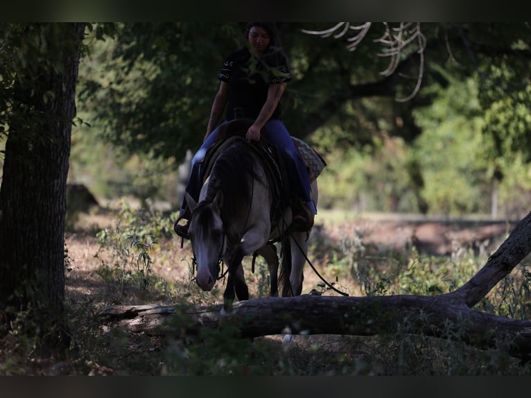 American Quarter Horse Giumenta 2 Anni Pelle di daino in Mount Vernon