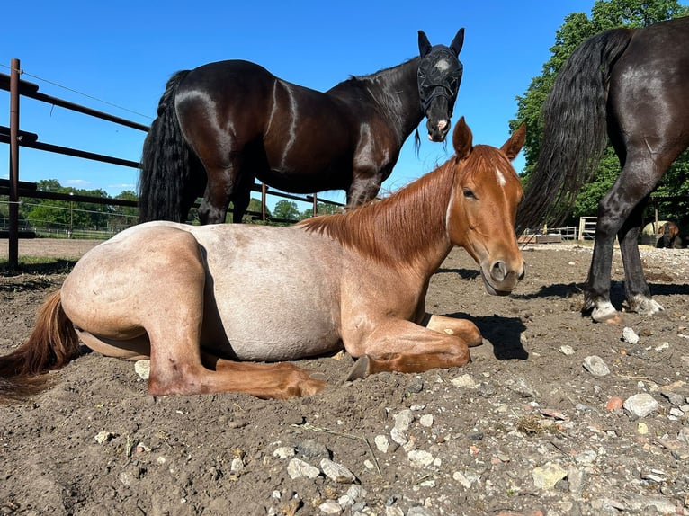 American Quarter Horse Giumenta 2 Anni Roano rosso in Gifhorn