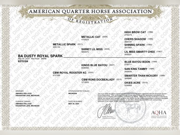 American Quarter Horse Giumenta 2 Anni Roano rosso in Lapeer