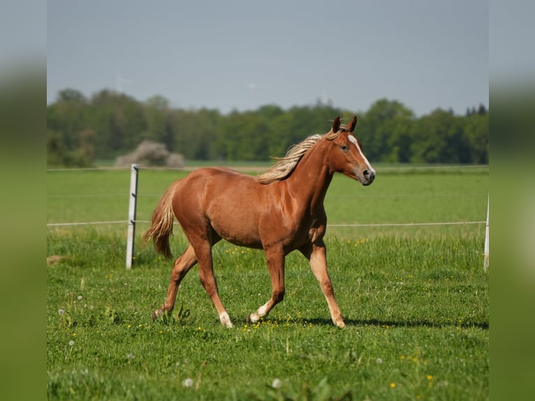 American Quarter Horse Giumenta 2 Anni Sauro in Biberach an der Riß