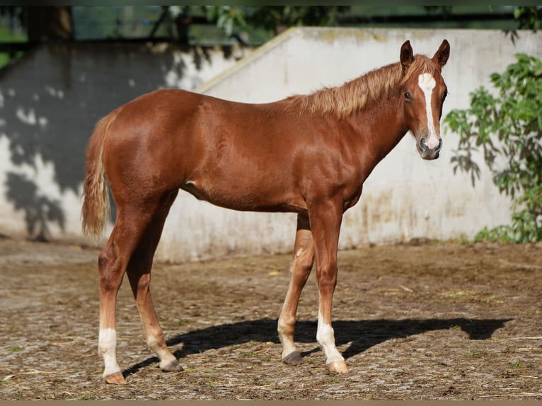 American Quarter Horse Giumenta 2 Anni Sauro in Biberach an der Riß