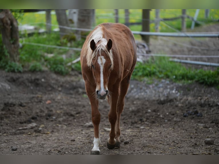 American Quarter Horse Giumenta 2 Anni Sauro in Biberach an der Riß