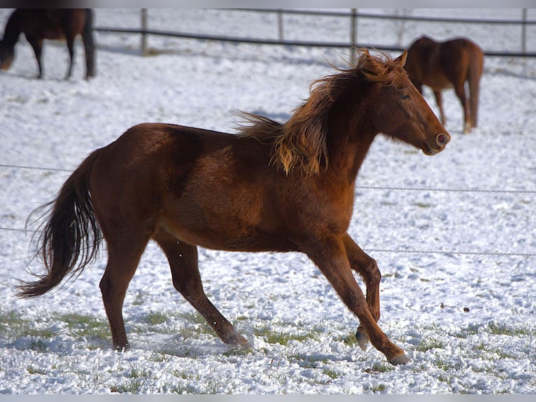 American Quarter Horse Giumenta 2 Anni Sauro in Biberach an der Riß