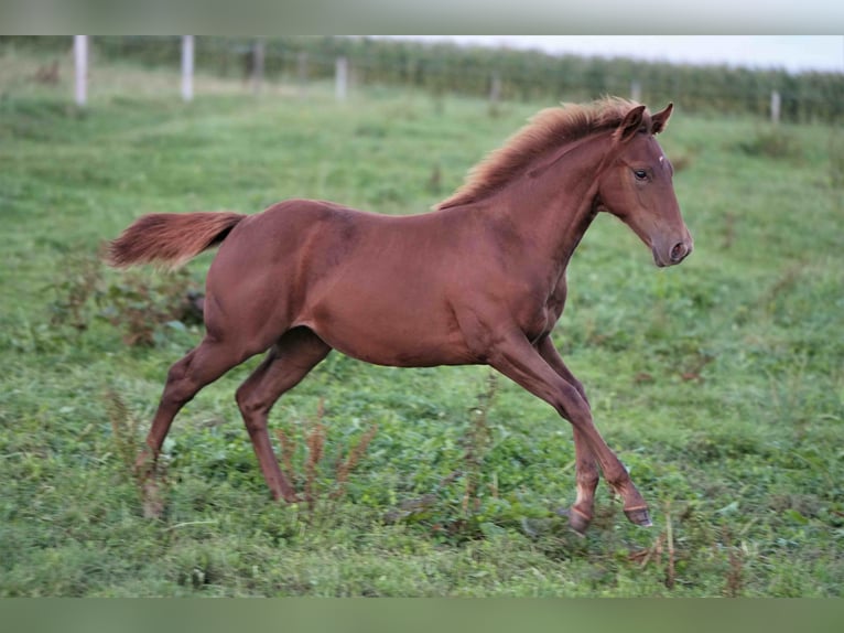 American Quarter Horse Giumenta 2 Anni Sauro in Biberach an der Riß