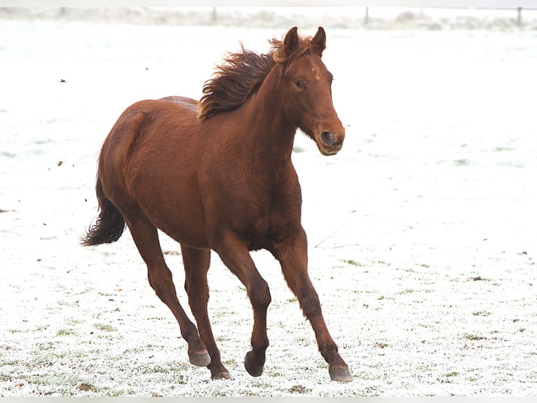 American Quarter Horse Giumenta 2 Anni Sauro in Biberach an der Riß