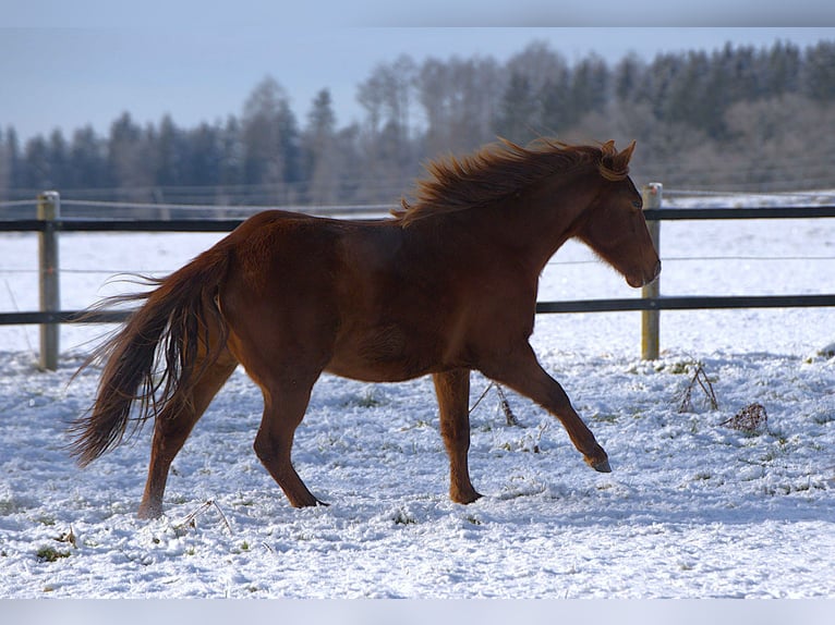 American Quarter Horse Giumenta 2 Anni Sauro in Biberach an der Riß