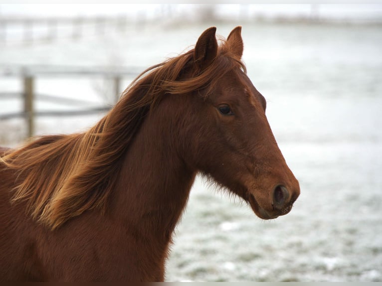 American Quarter Horse Giumenta 2 Anni Sauro in Biberach an der Riß