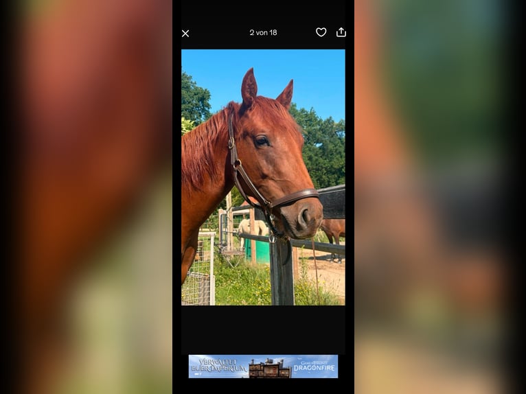 American Quarter Horse Giumenta 2 Anni Sauro in WalsrodeWalsrode