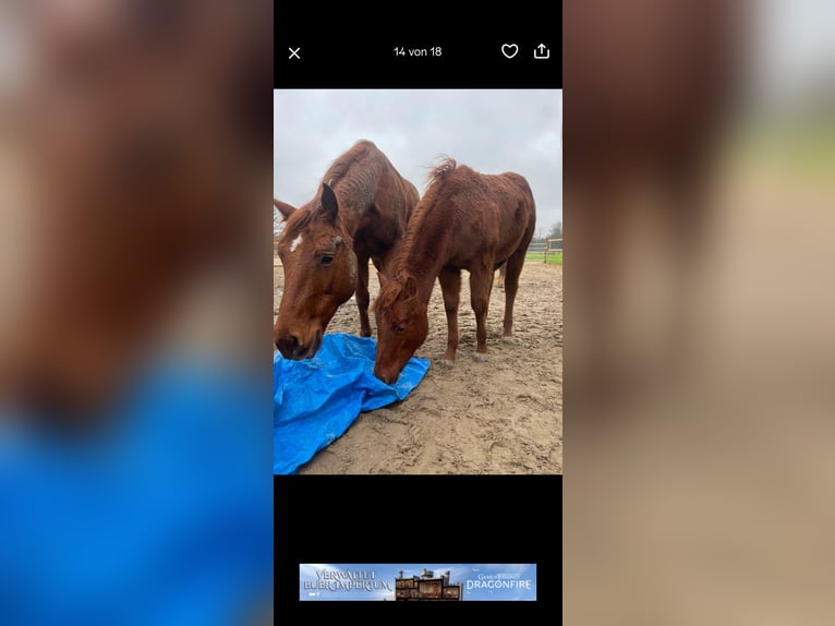 American Quarter Horse Giumenta 2 Anni Sauro in WalsrodeWalsrode