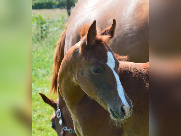 American Quarter Horse Giumenta 2 Anni Sauro in Uedem