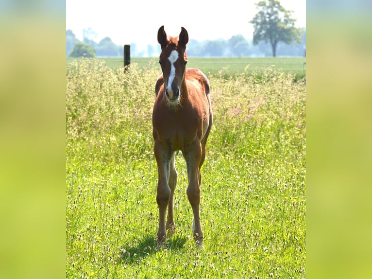 American Quarter Horse Giumenta 2 Anni Sauro in Uedem