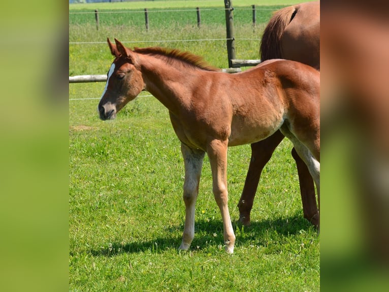 American Quarter Horse Giumenta 2 Anni Sauro in Uedem