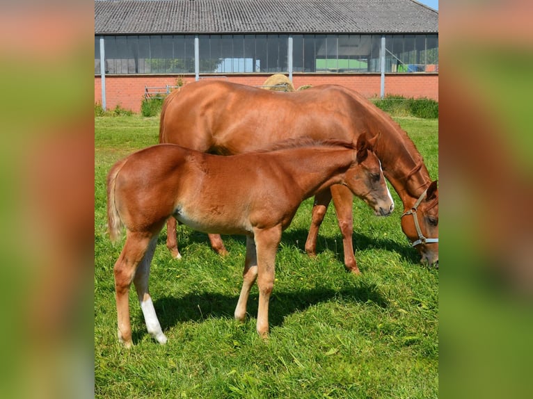 American Quarter Horse Giumenta 2 Anni Sauro in Uedem