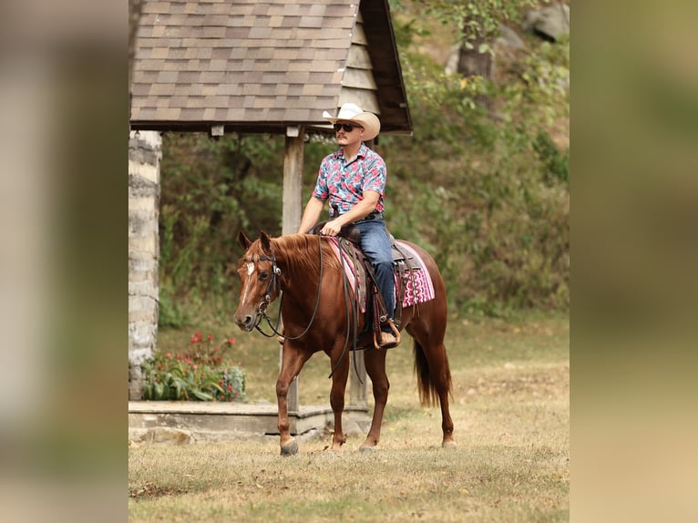 American Quarter Horse Giumenta 2 Anni Sauro ciliegia in Buffalo