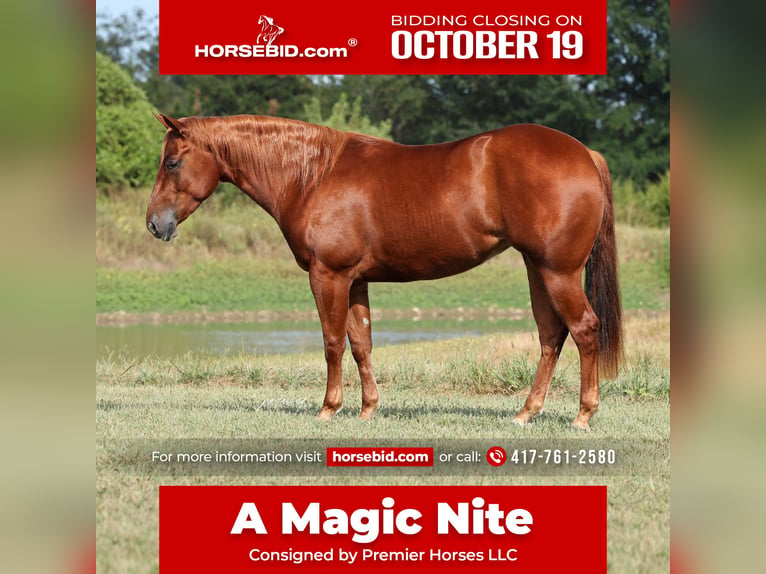 American Quarter Horse Giumenta 2 Anni Sauro ciliegia in Buffalo