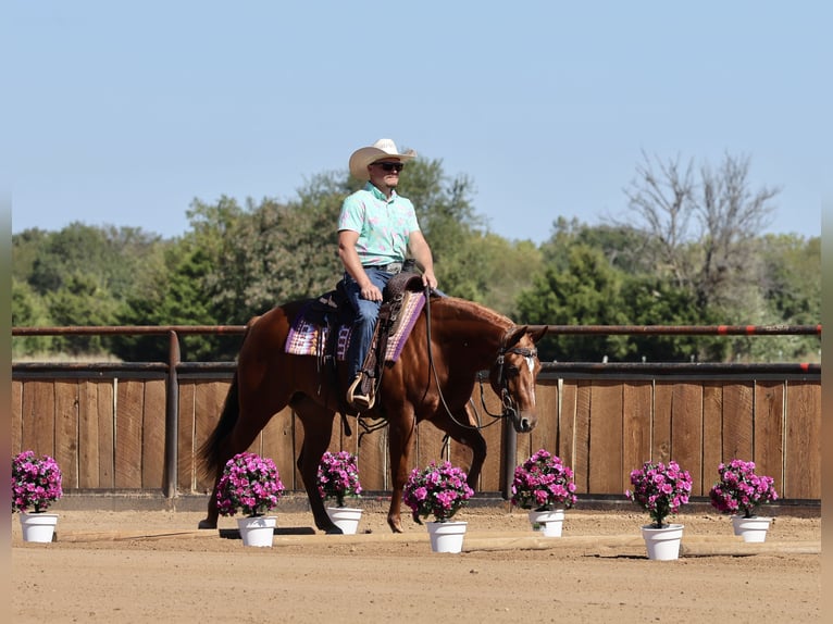 American Quarter Horse Giumenta 2 Anni Sauro ciliegia in Buffalo