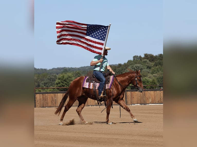 American Quarter Horse Giumenta 2 Anni Sauro ciliegia in Buffalo