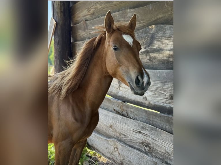 American Quarter Horse Giumenta 2 Anni Sauro in Rosa