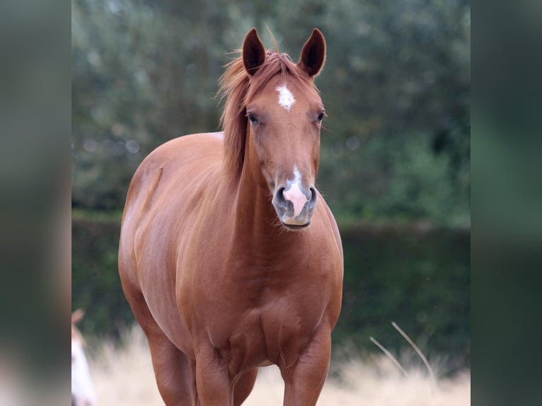 American Quarter Horse Giumenta 2 Anni Sauro in Nieuwrode