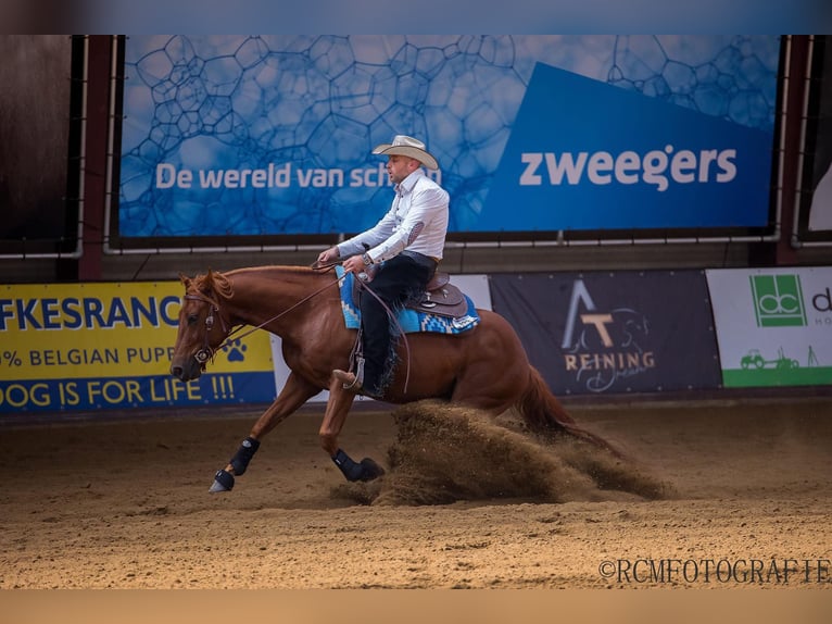 American Quarter Horse Giumenta 2 Anni Sauro in Nieuwrode