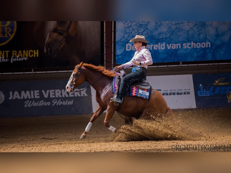 American Quarter Horse Giumenta 2 Anni Sauro in Nieuwrode