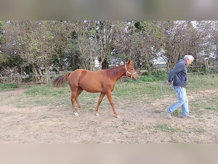 American Quarter Horse Giumenta 2 Anni Sauro in Fossano