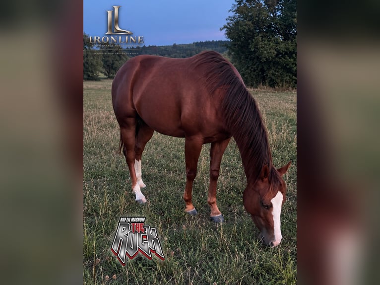 American Quarter Horse Giumenta 2 Anni Sauro in Walldürn