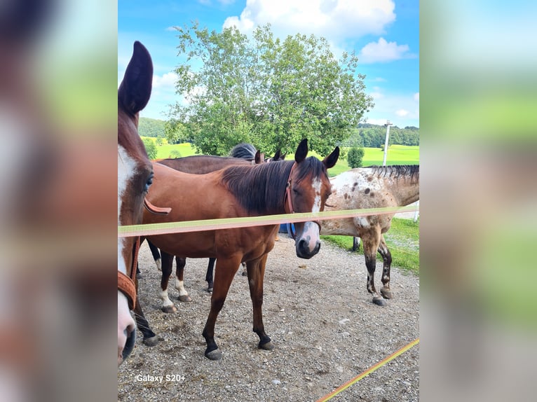 American Quarter Horse Giumenta 2 Anni Sauro scuro in Perwang am Grabensee