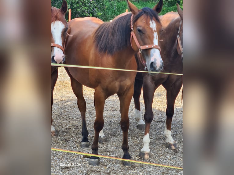 American Quarter Horse Giumenta 2 Anni Sauro scuro in Perwang am Grabensee