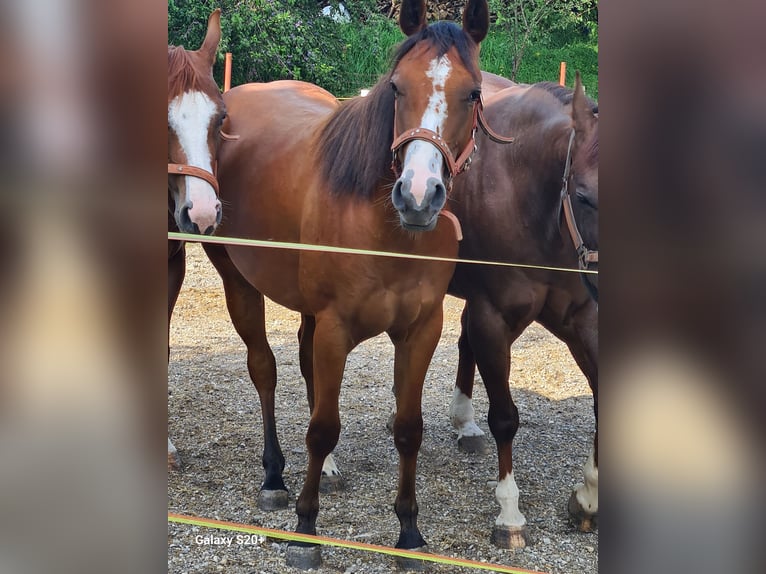 American Quarter Horse Giumenta 2 Anni Sauro scuro in Perwang am Grabensee