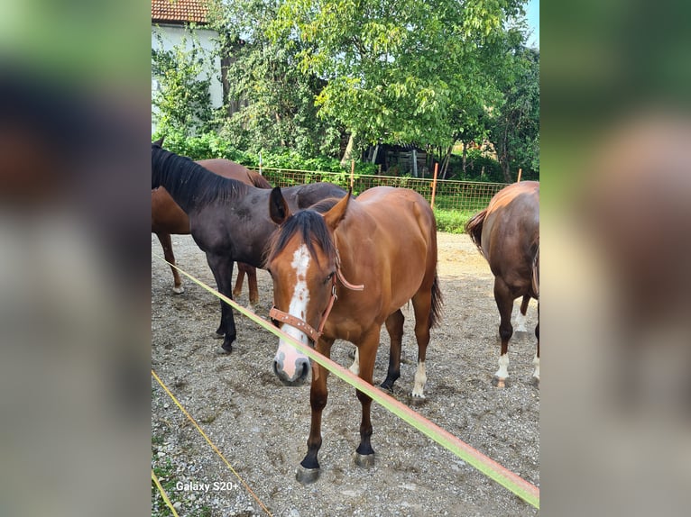 American Quarter Horse Giumenta 2 Anni Sauro scuro in Perwang am Grabensee