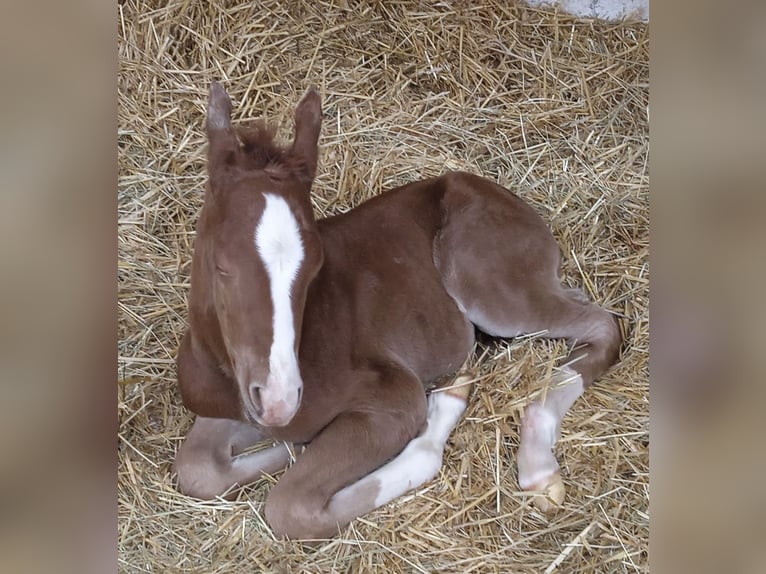 American Quarter Horse Giumenta 2 Anni Sauro scuro in Weigendorf