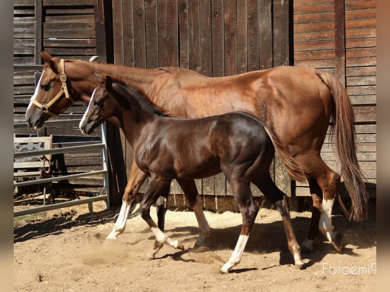 American Quarter Horse Giumenta 2 Anni Sauro scuro in Weigendorf