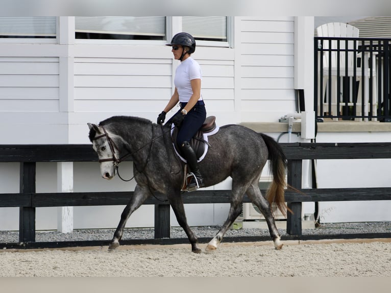 American Quarter Horse Mix Giumenta 3 Anni 130 cm Grigio pezzato in Reddick, FL