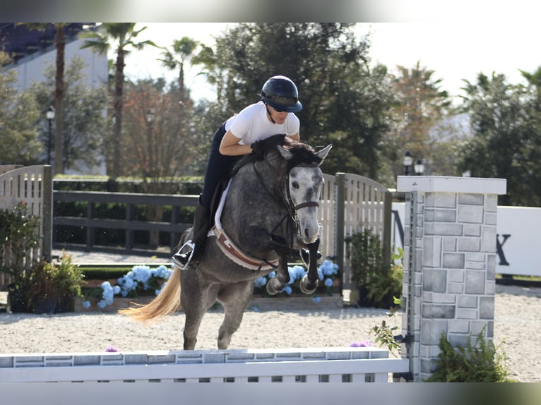 American Quarter Horse Mix Giumenta 3 Anni 130 cm Grigio pezzato in Reddick, FL