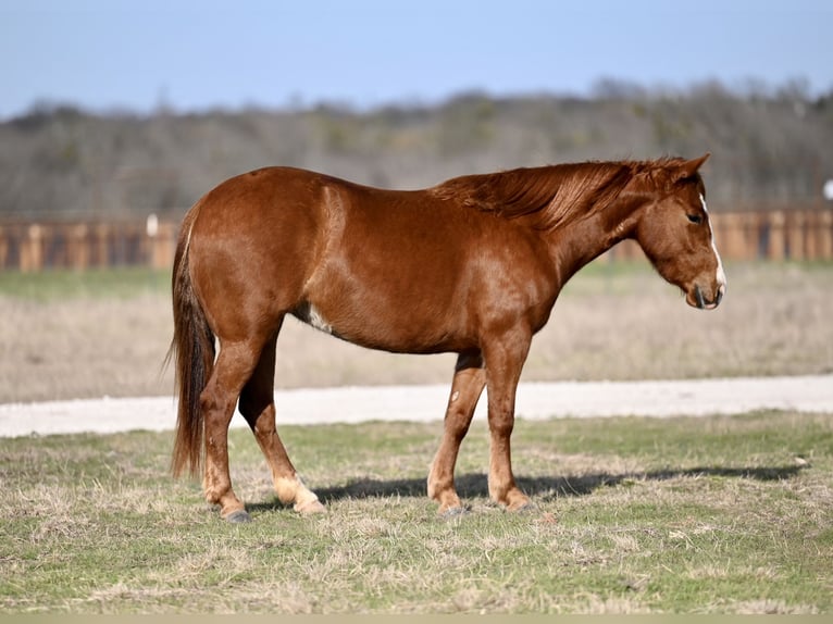 American Quarter Horse Giumenta 3 Anni 137 cm Sauro ciliegia in Waco, TX