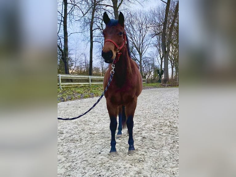 American Quarter Horse Giumenta 3 Anni 140 cm Baio in Duvensee