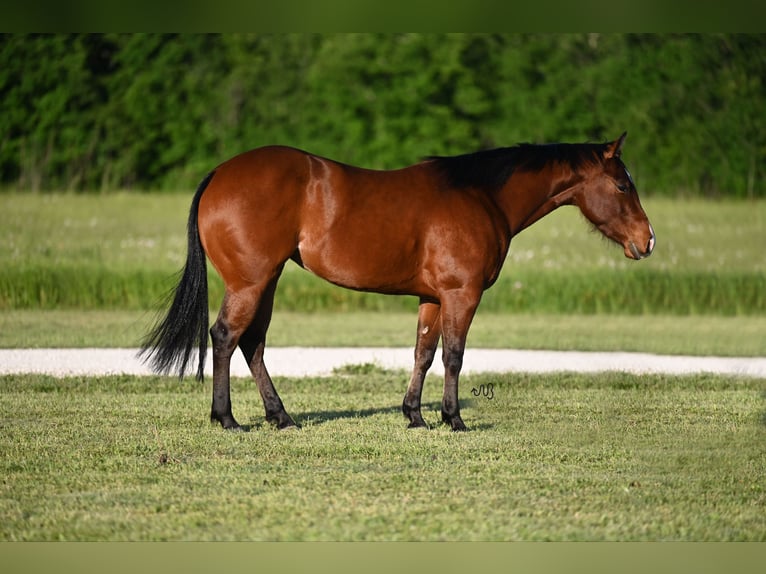 American Quarter Horse Giumenta 3 Anni 140 cm Baio ciliegia in Waco
