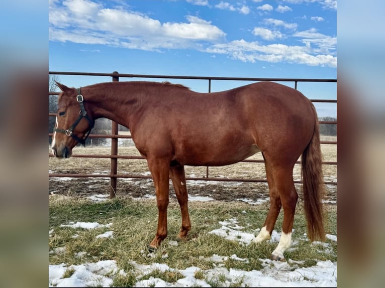 American Quarter Horse Giumenta 3 Anni 140 cm Sauro ciliegia in La Grange, MO