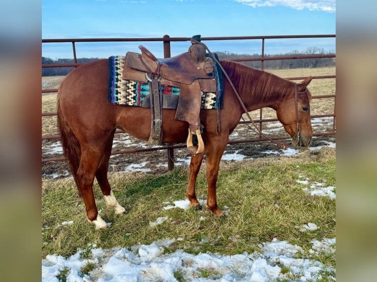 American Quarter Horse Giumenta 3 Anni 140 cm Sauro ciliegia in La Grange, MO