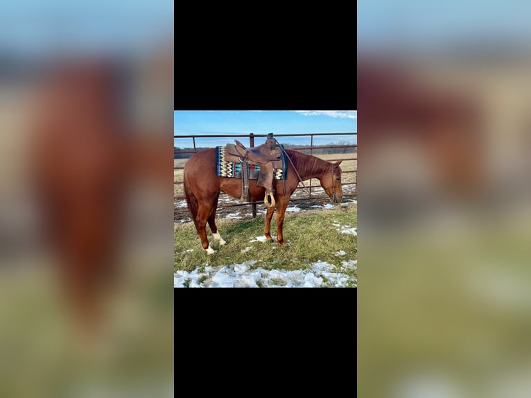 American Quarter Horse Giumenta 3 Anni 140 cm Sauro ciliegia in La Grange, MO