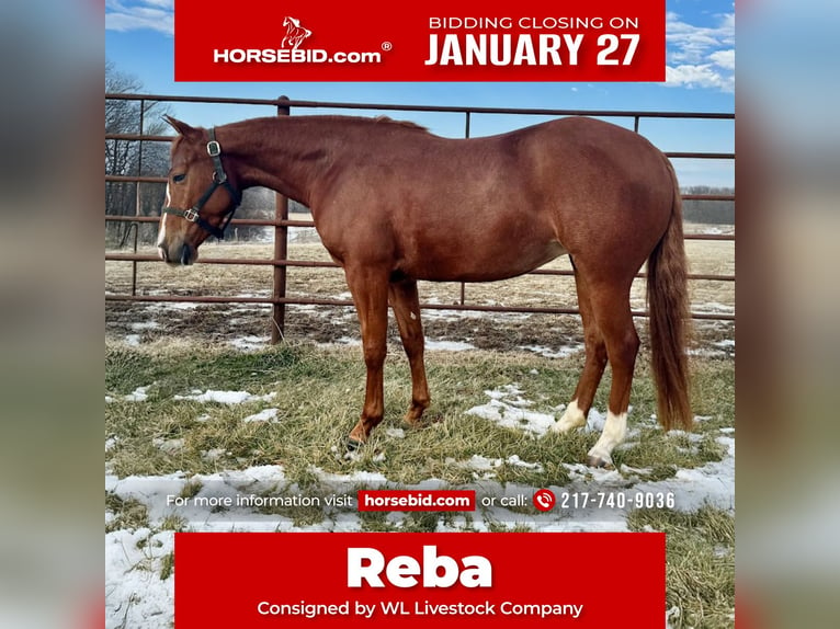 American Quarter Horse Giumenta 3 Anni 140 cm Sauro ciliegia in La Grange, MO