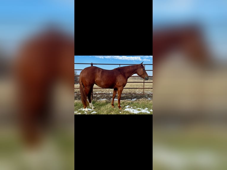 American Quarter Horse Giumenta 3 Anni 140 cm Sauro ciliegia in La Grange, MO