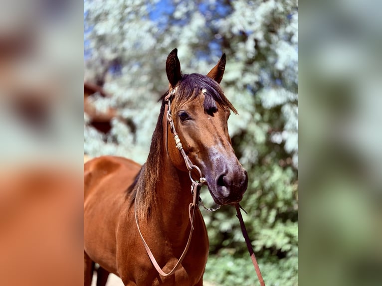 American Quarter Horse Giumenta 3 Anni 142 cm Baio ciliegia in Fort Collins