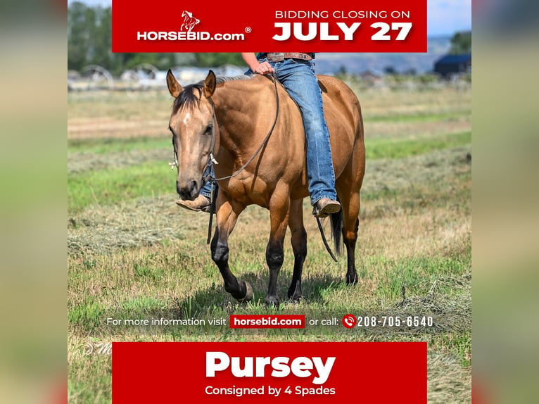 American Quarter Horse Giumenta 3 Anni 142 cm Pelle di daino in Rigby