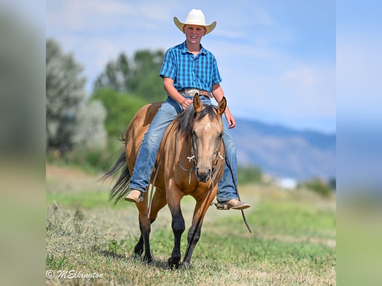 American Quarter Horse Giumenta 3 Anni 142 cm Pelle di daino in Rigby