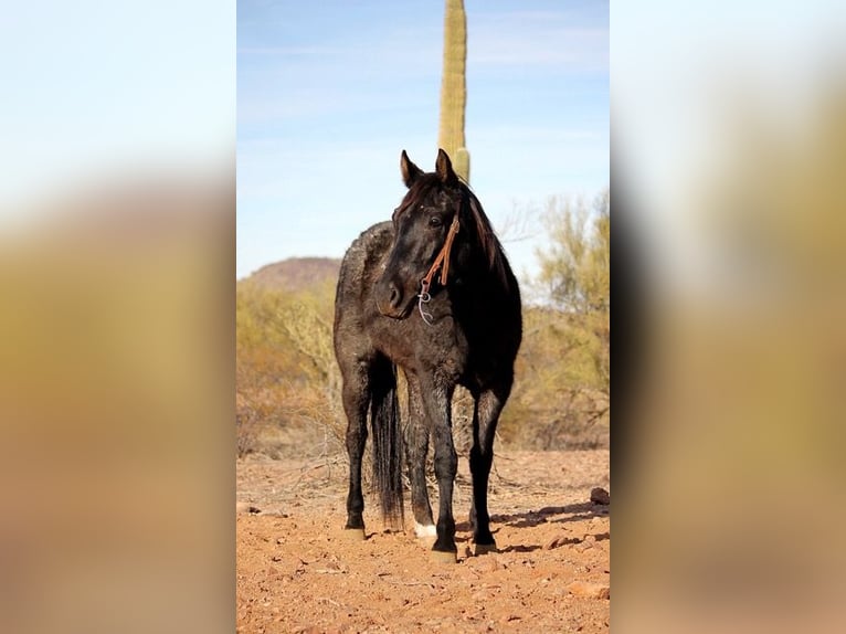 American Quarter Horse Giumenta 3 Anni 142 cm Roano blu in Marana