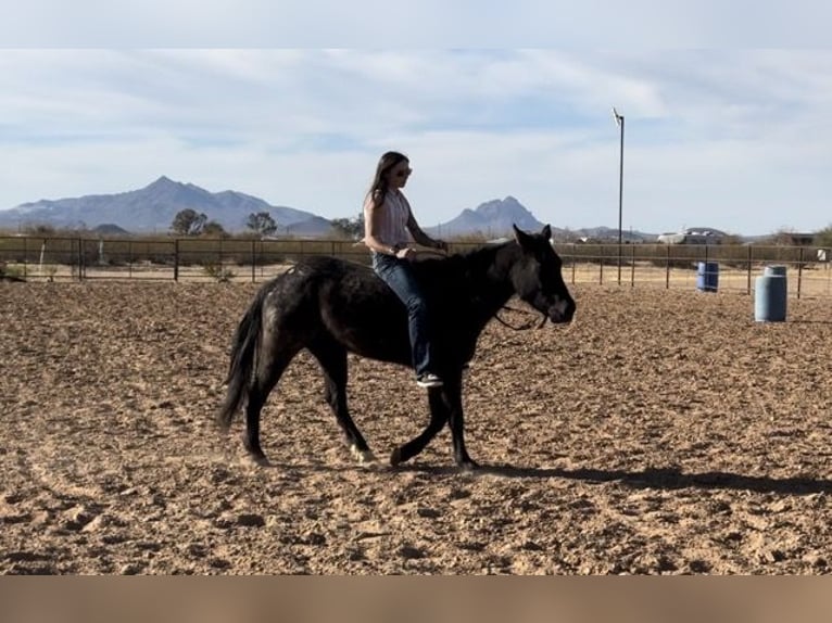 American Quarter Horse Giumenta 3 Anni 142 cm Roano blu in Marana