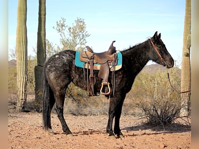 American Quarter Horse Giumenta 3 Anni 142 cm Roano blu in Marana